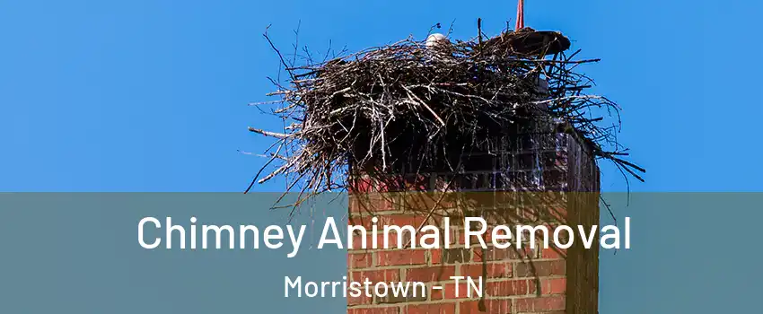  Chimney Animal Removal Morristown - TN