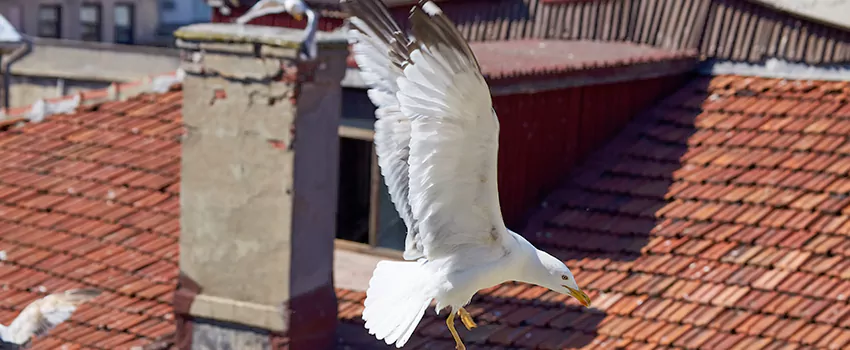 Residential Chimney Animal Removal Solution in Morristown, TN